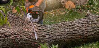 Danville, PA Tree Services Company